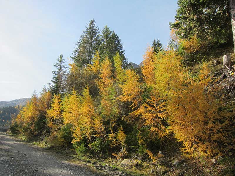 Bernkogel